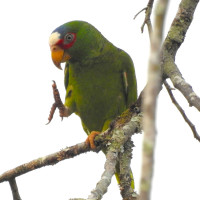 White-fronted Parrot